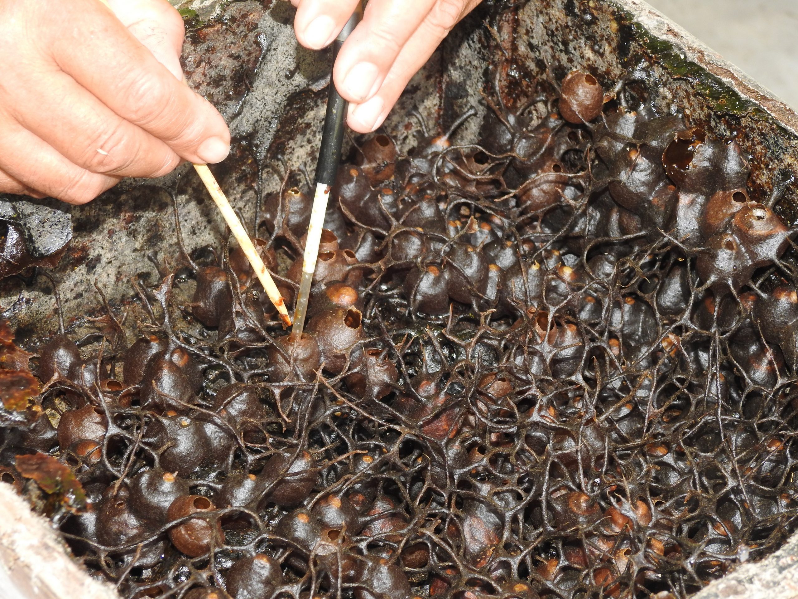 （19/1／有故事的人）退休老师养银蜂--柯作源