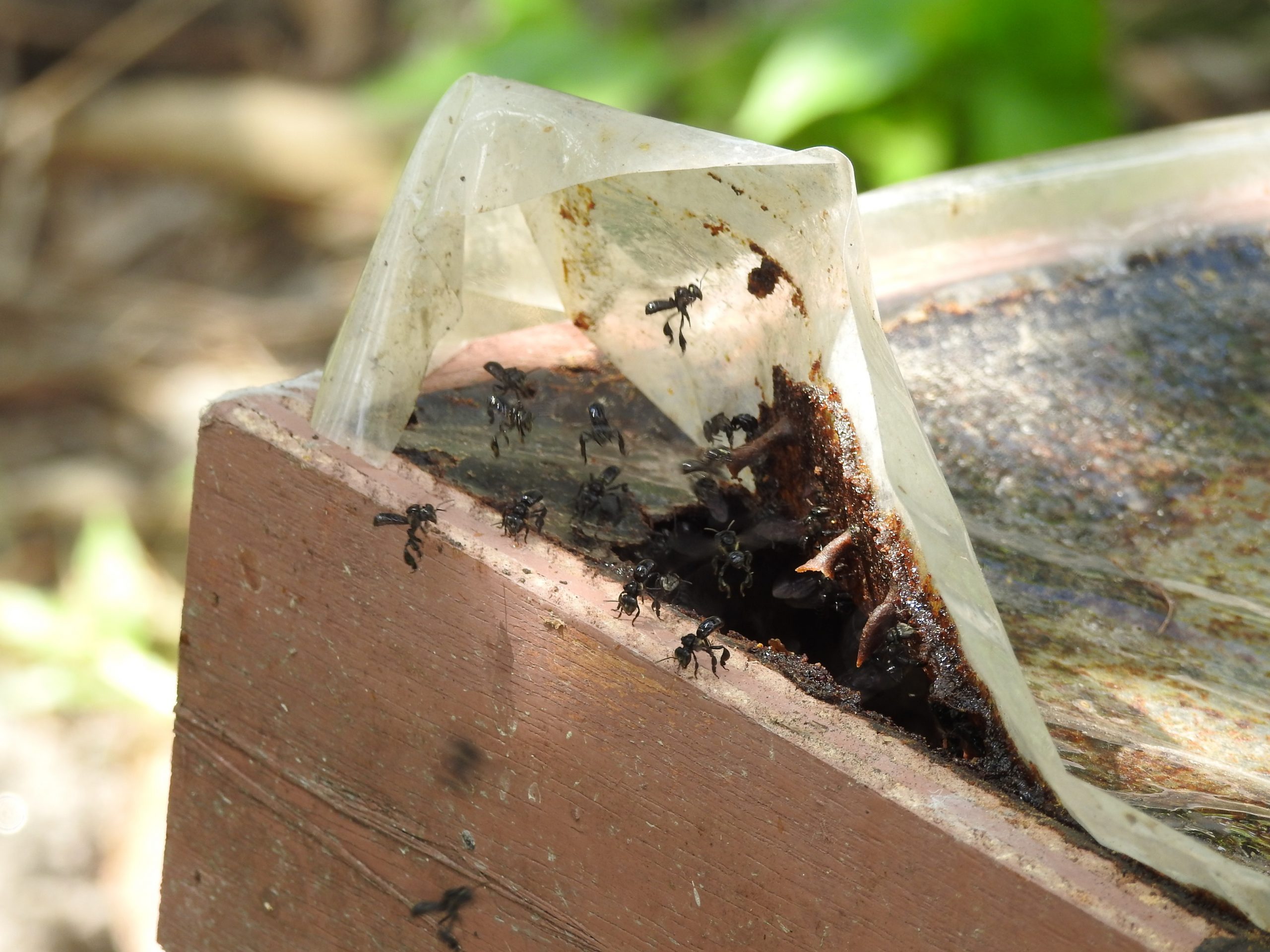 （19/1／有故事的人）退休老师养银蜂--柯作源