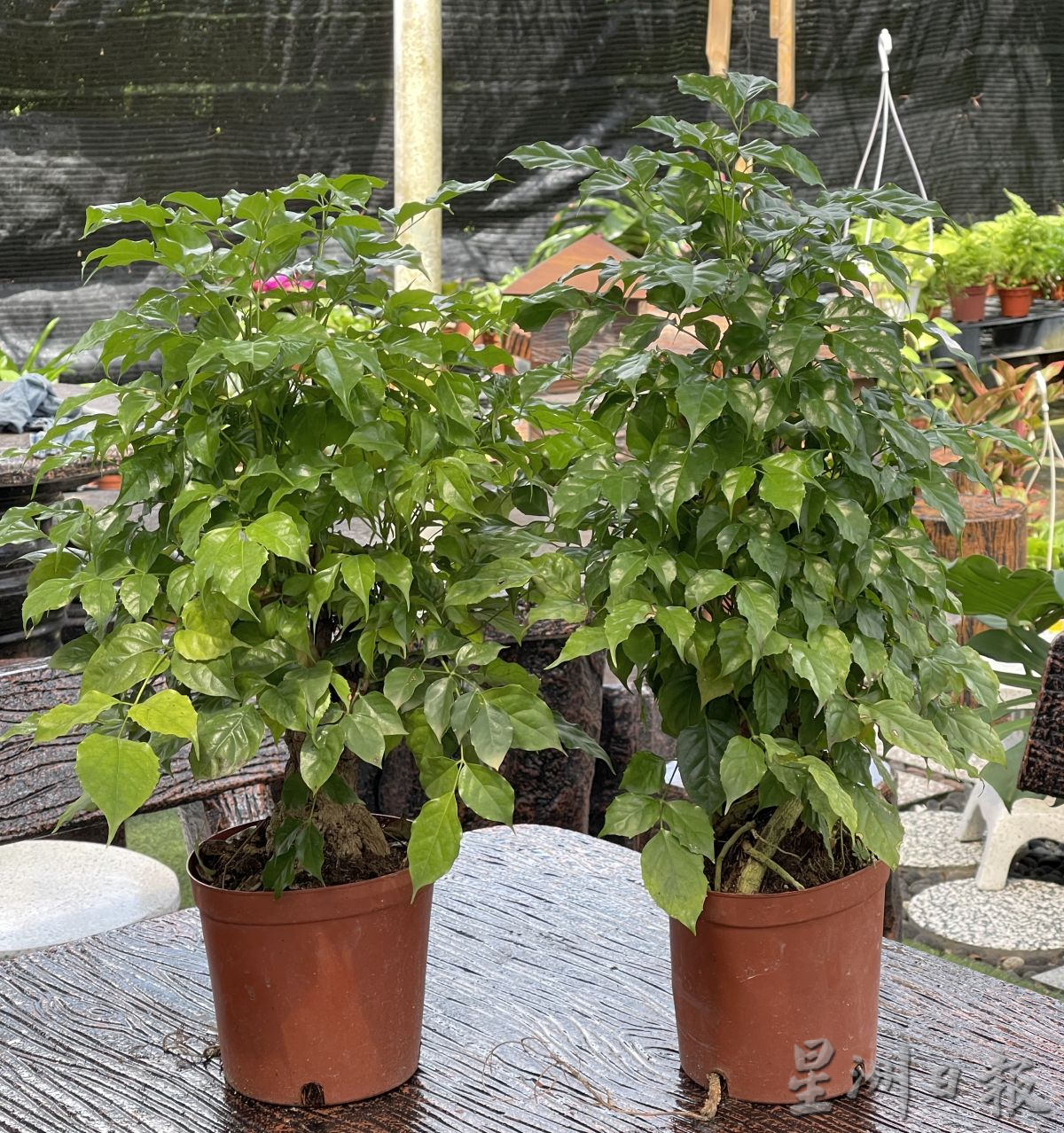 （古城封底主文）新春好运植物受欢迎·长青象征健康长寿