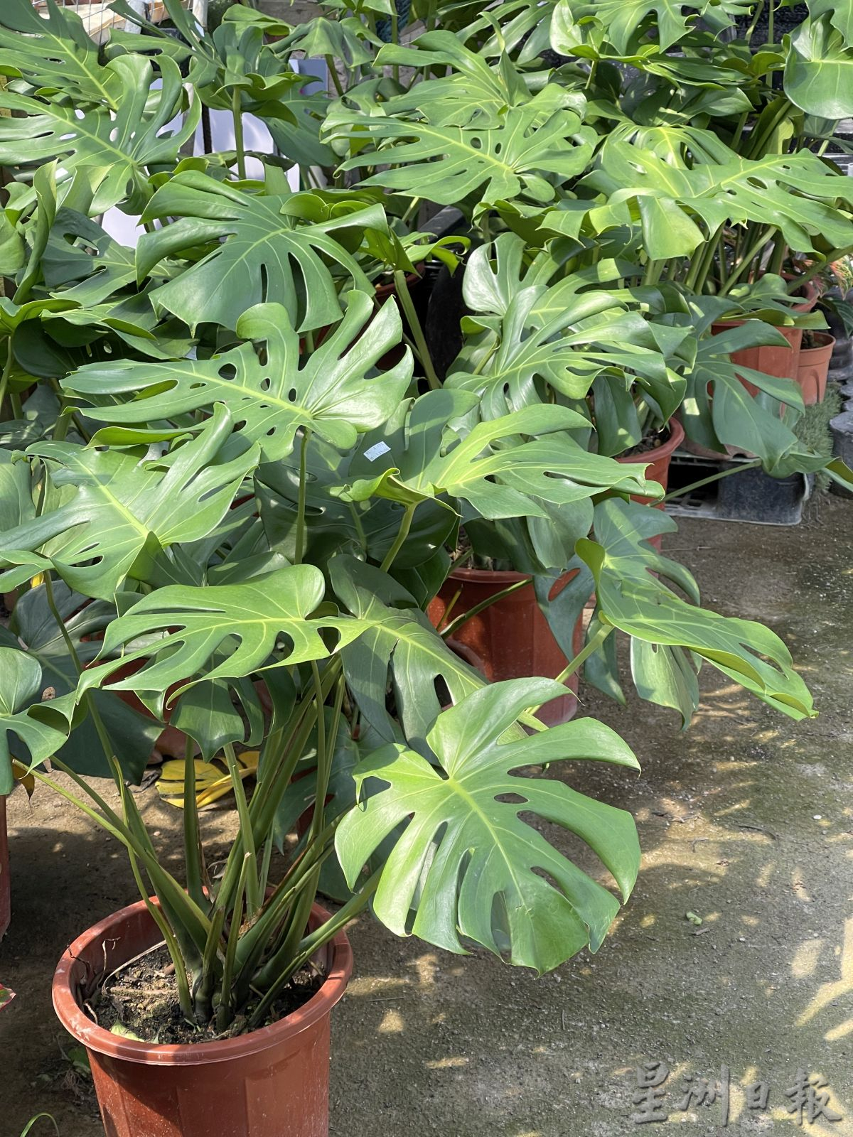 （古城封底主文）新春好运植物受欢迎·长青象征健康长寿