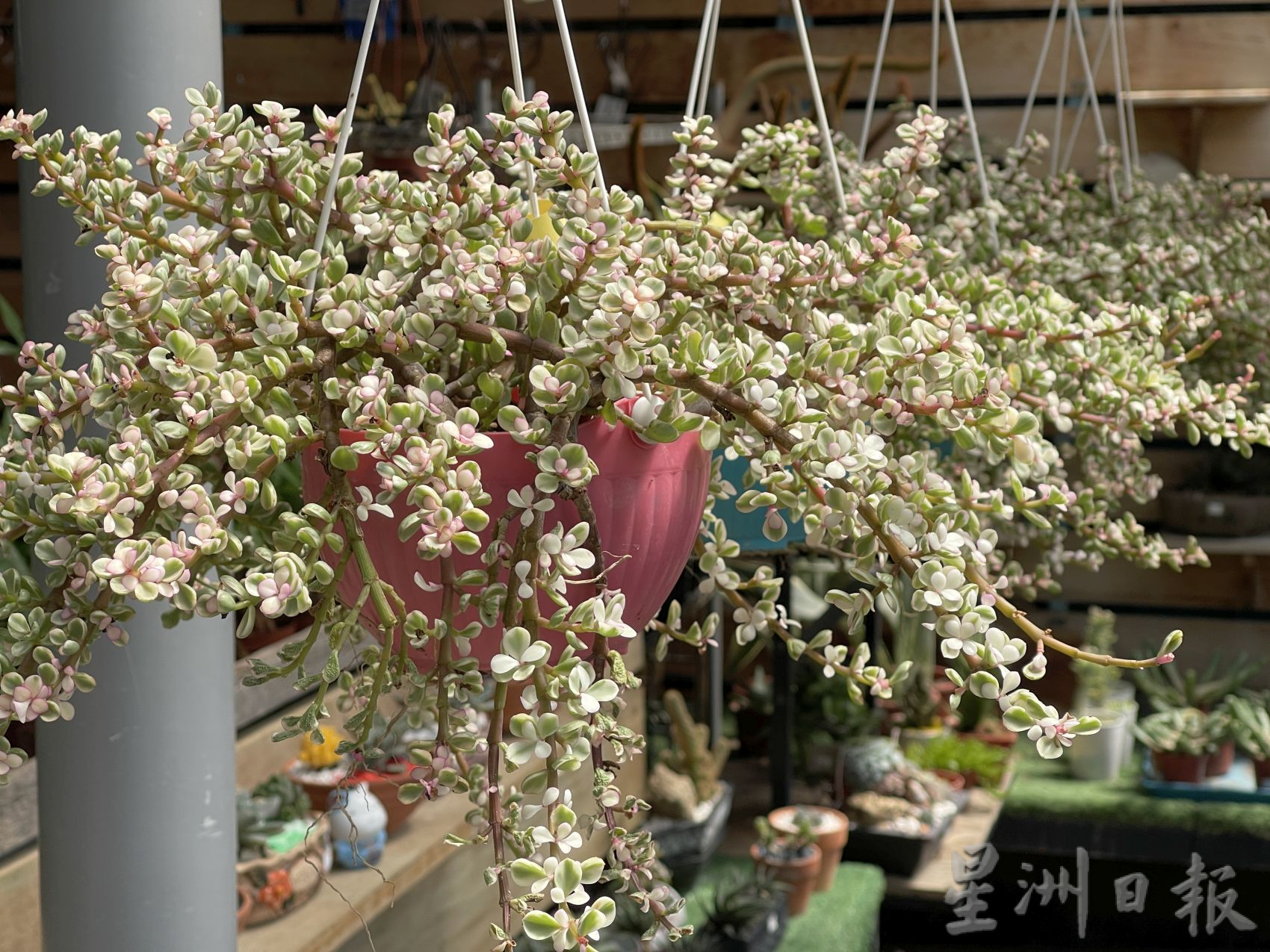 （古城封底主文）新春好运植物受欢迎·长青象征健康长寿