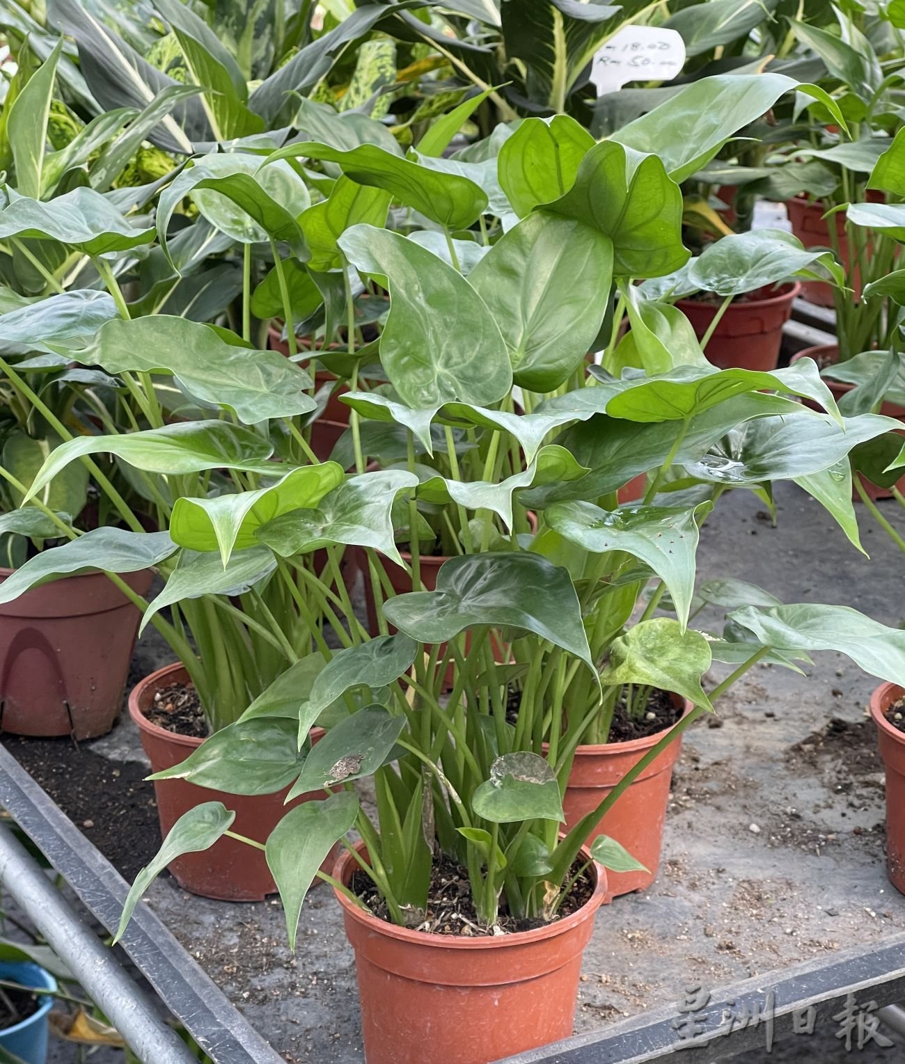 （古城封底主文）新春好运植物受欢迎·长青象征健康长寿