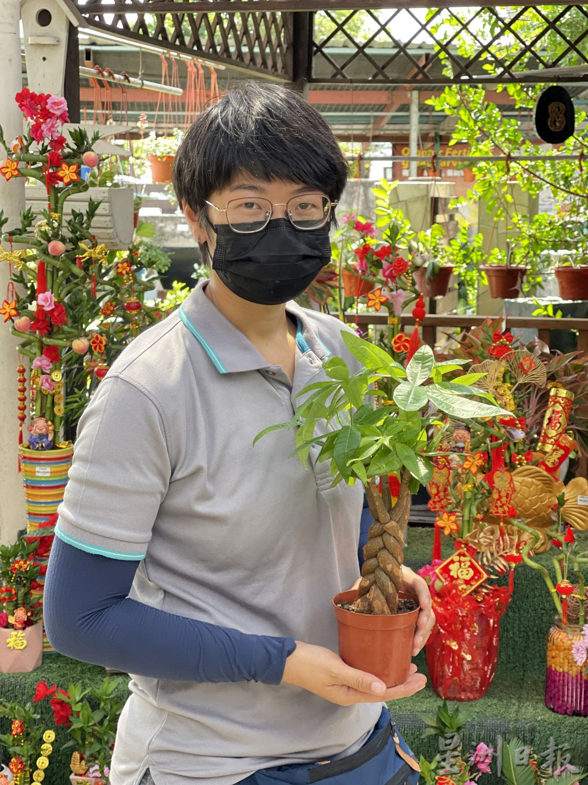 (古城封底主文)新春好运植物受欢迎·长青象征健康长寿