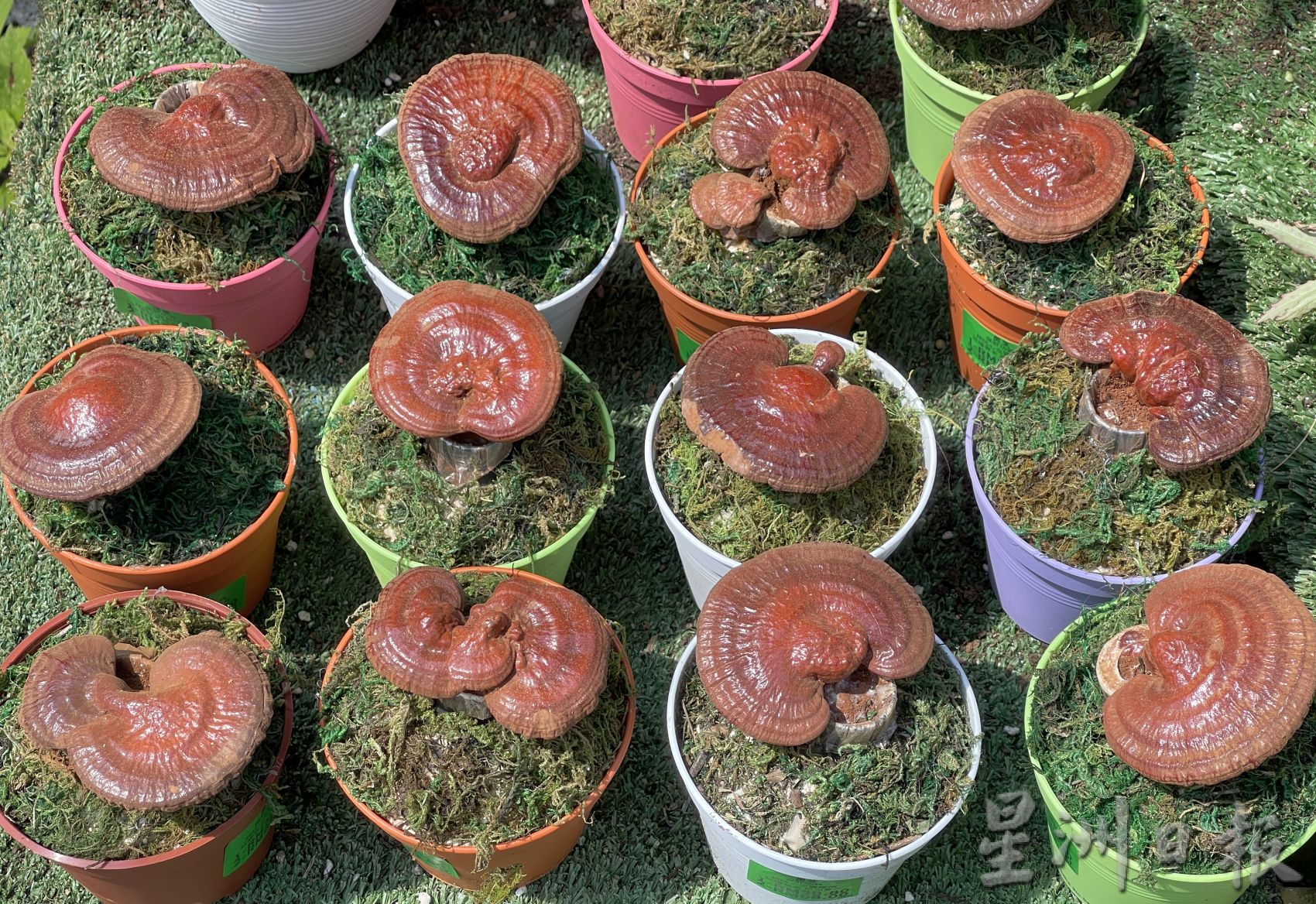 （古城封底主文）新春好运植物受欢迎·长青象征健康长寿