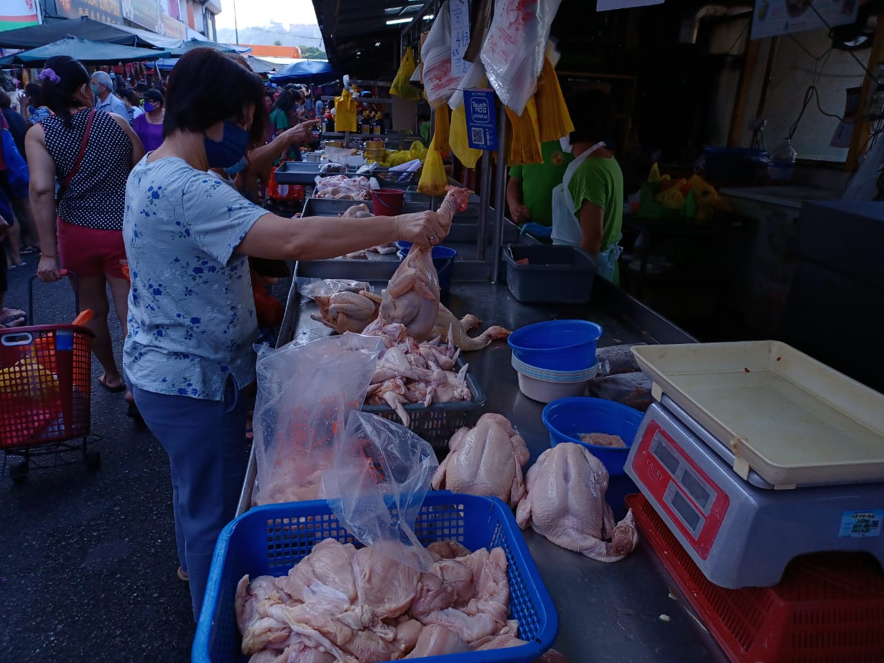 （版2头）大都会/农历新年，鸡难养大，1.7公斤至2公斤大只的菜园鸡卖断市