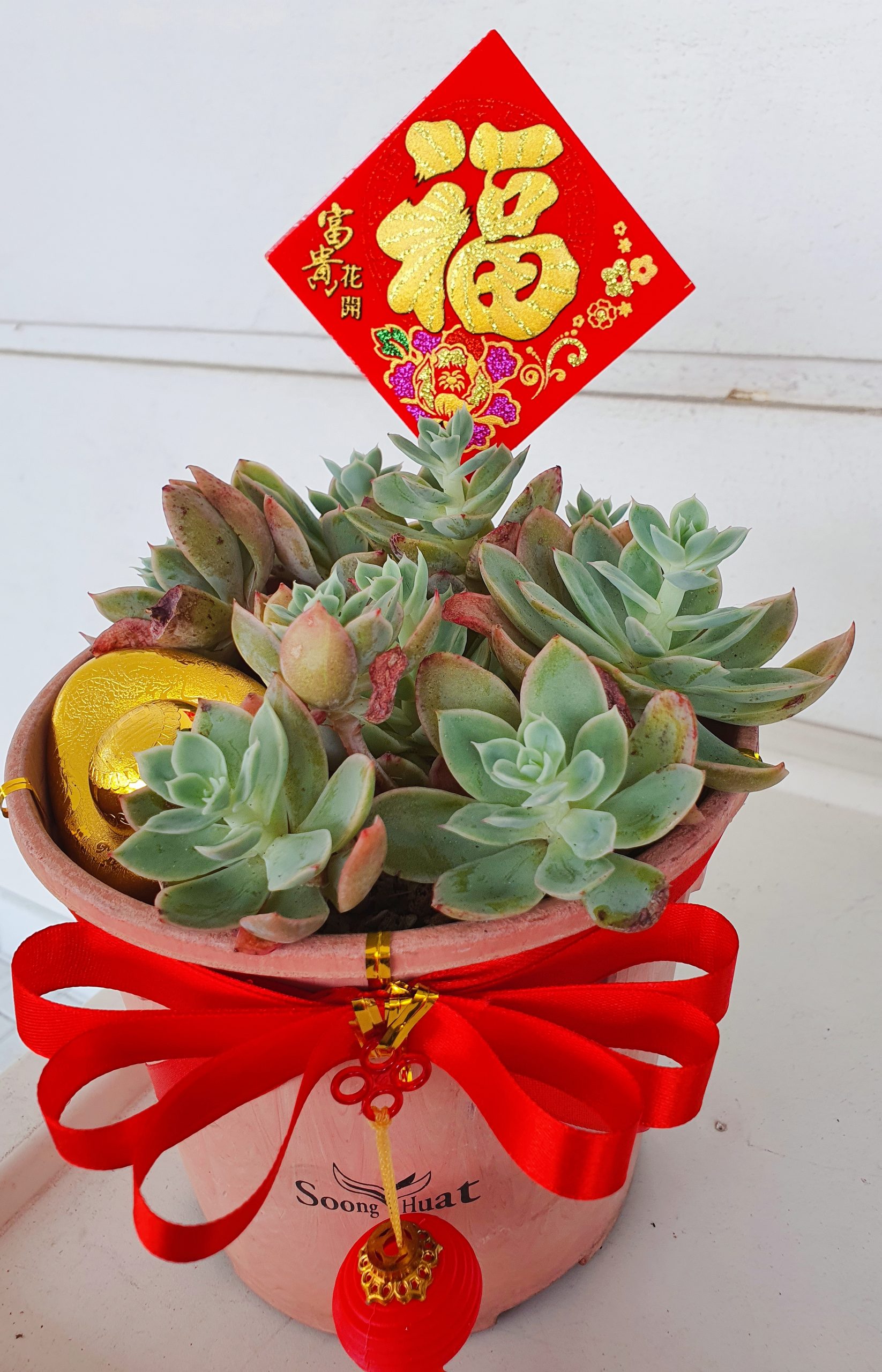 (预编26日见报)新年特稿(大都会封底)手作达人给多肉植物穿春装