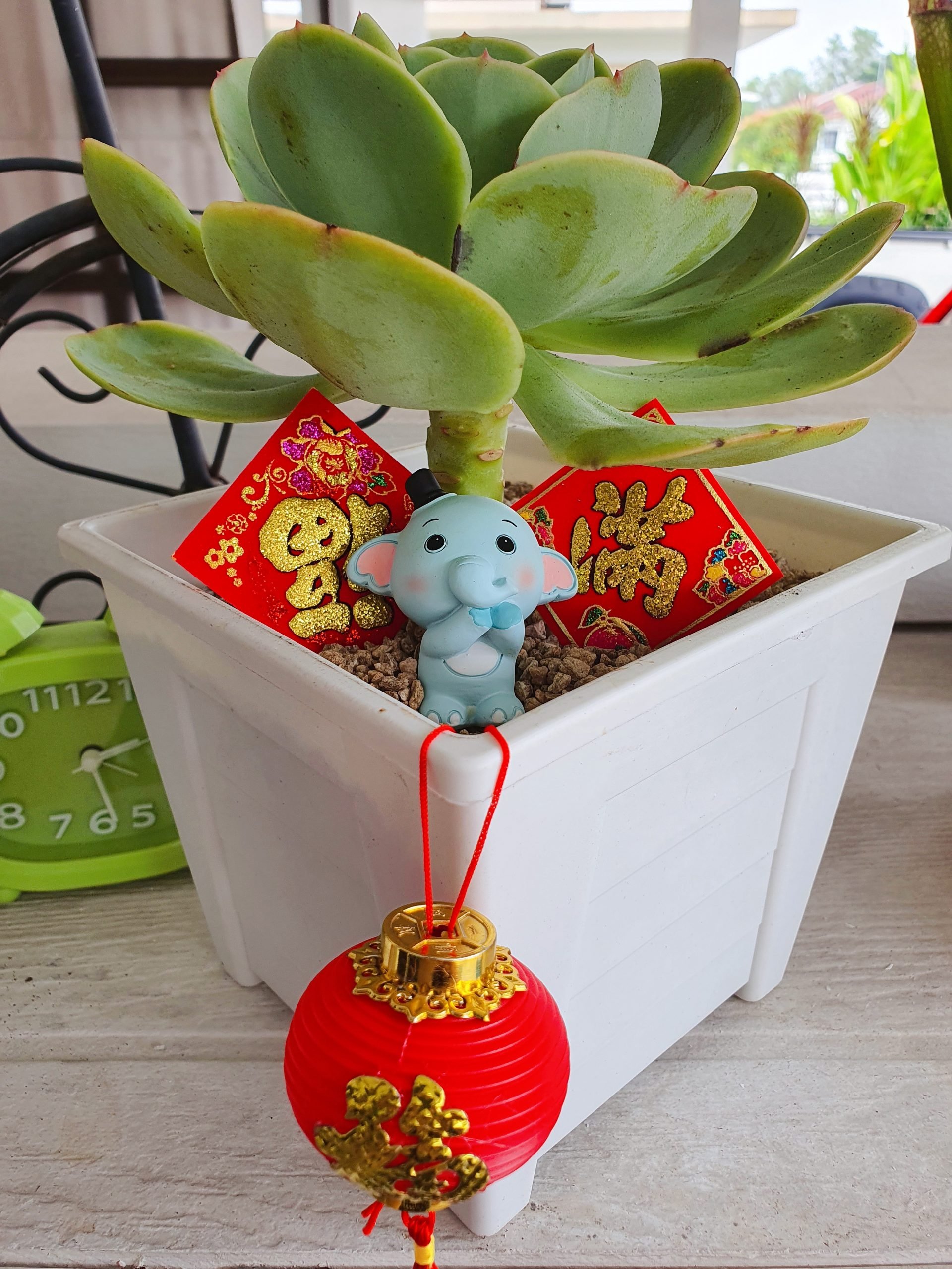 (预编26日见报)新年特稿(大都会封底)手作达人给多肉植物穿春装