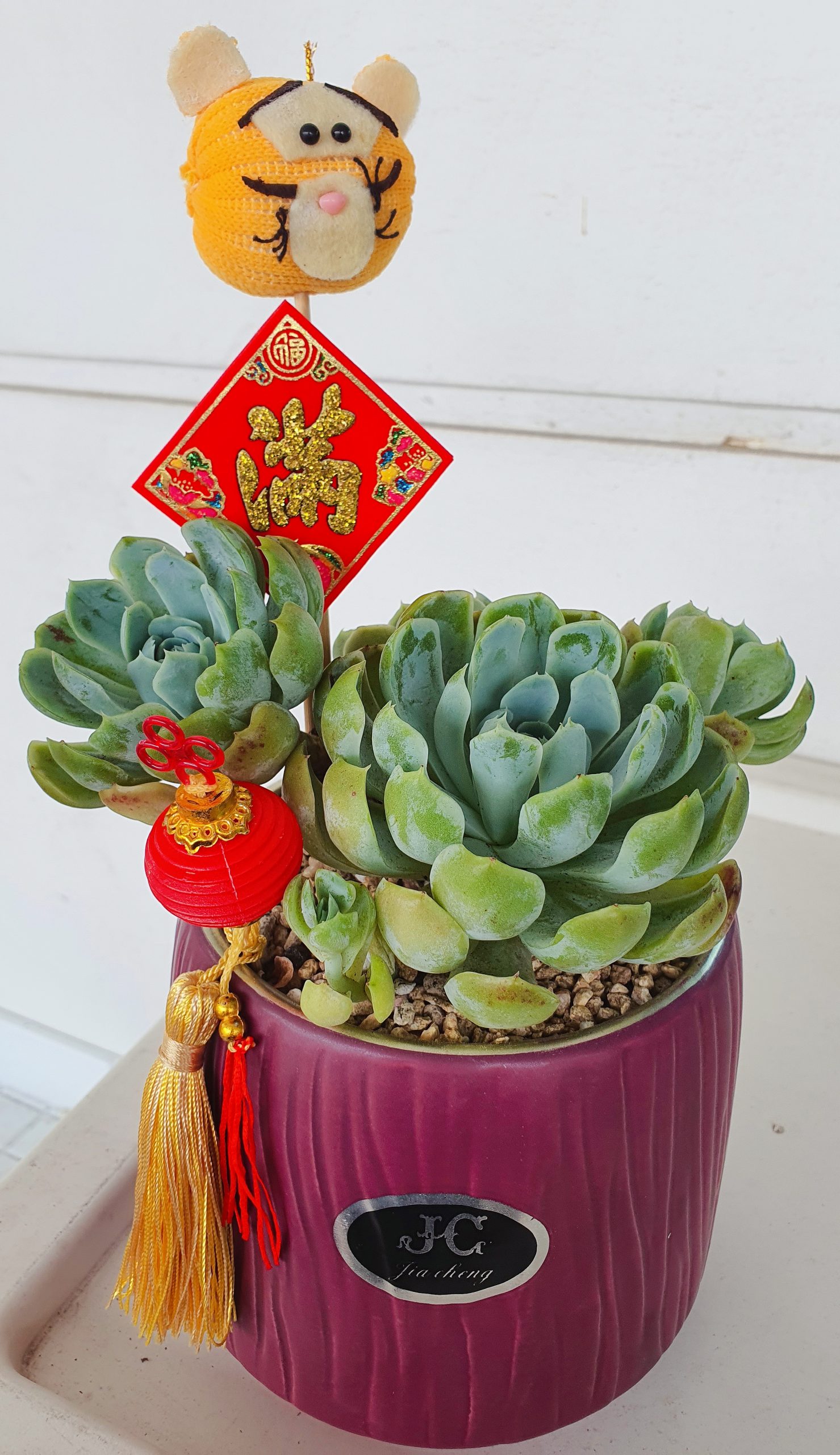 (预编26日见报)新年特稿(大都会封底)手作达人给多肉植物穿春装
