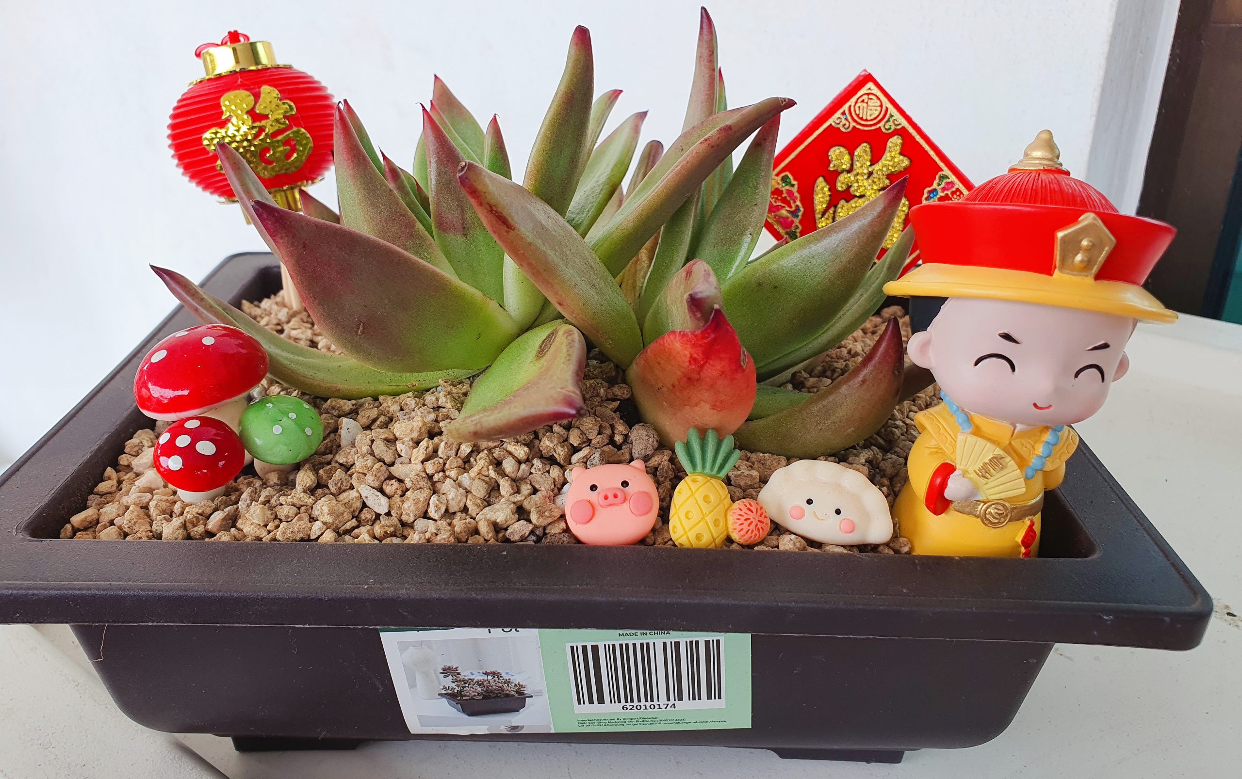 (预编26日见报)新年特稿(大都会封底)手作达人给多肉植物穿春装