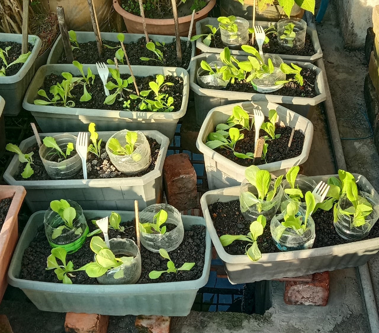 NS马口:主妇种生菜常被破坏，找来塑胶瓶及插叉子做护栏