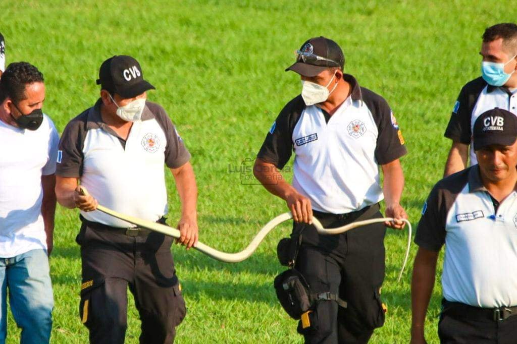 “不速之客”访球赛 1.5公尺长蛇乱入球场