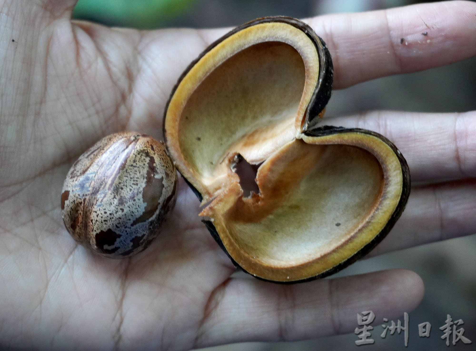 ★2月18日刊登/大霹雳封底主文/【疫游霹雳】