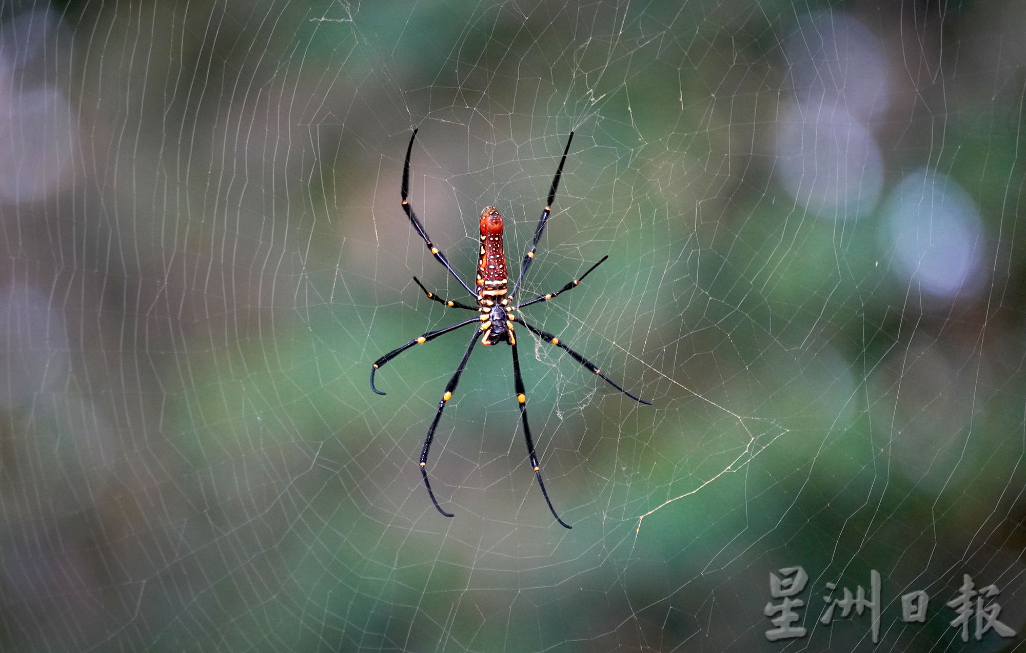 ★2月18日刊登/大霹雳封底主文/【疫游霹雳】