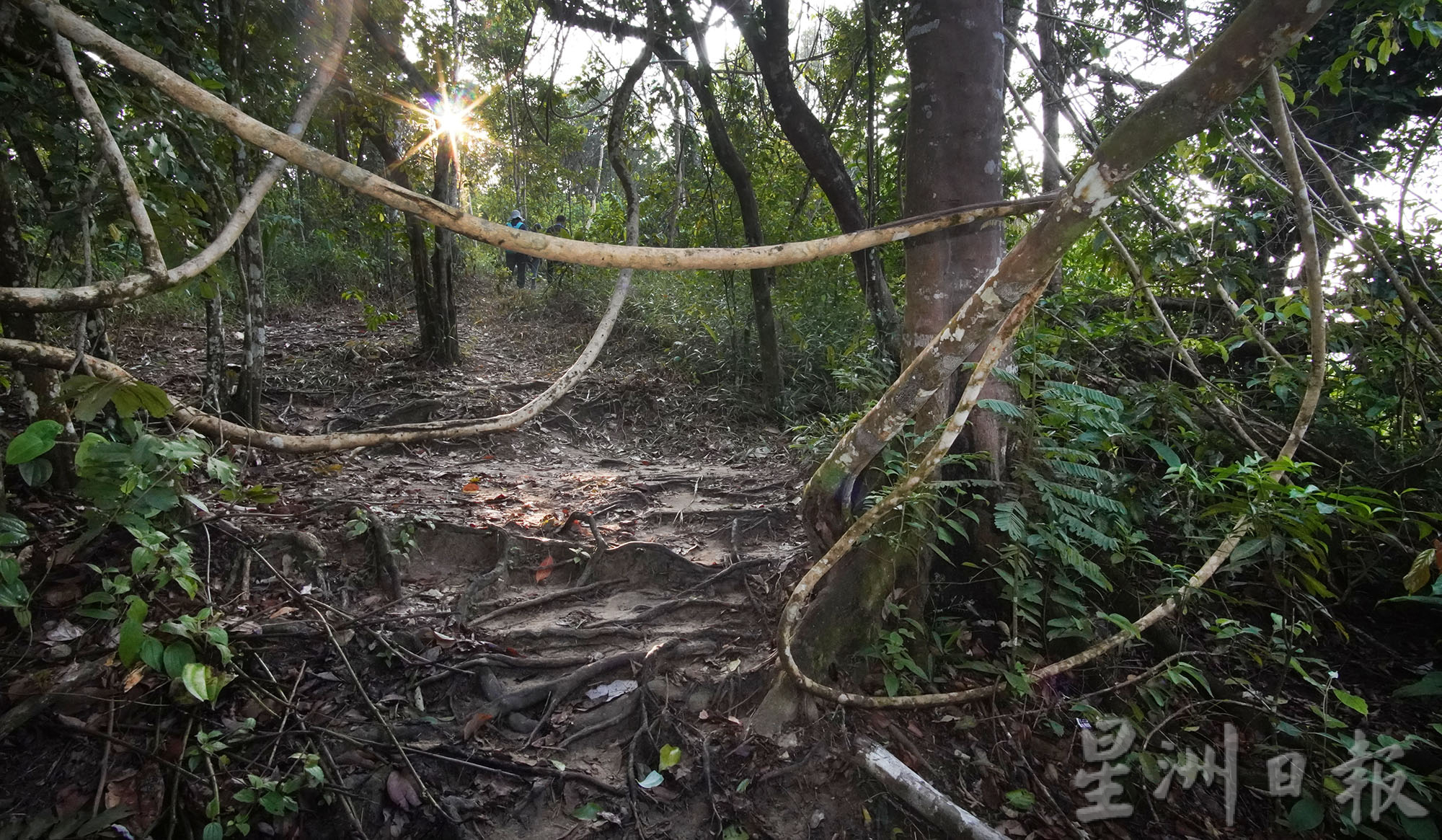 ★2月18日刊登/大霹雳封底主文/【疫游霹雳】