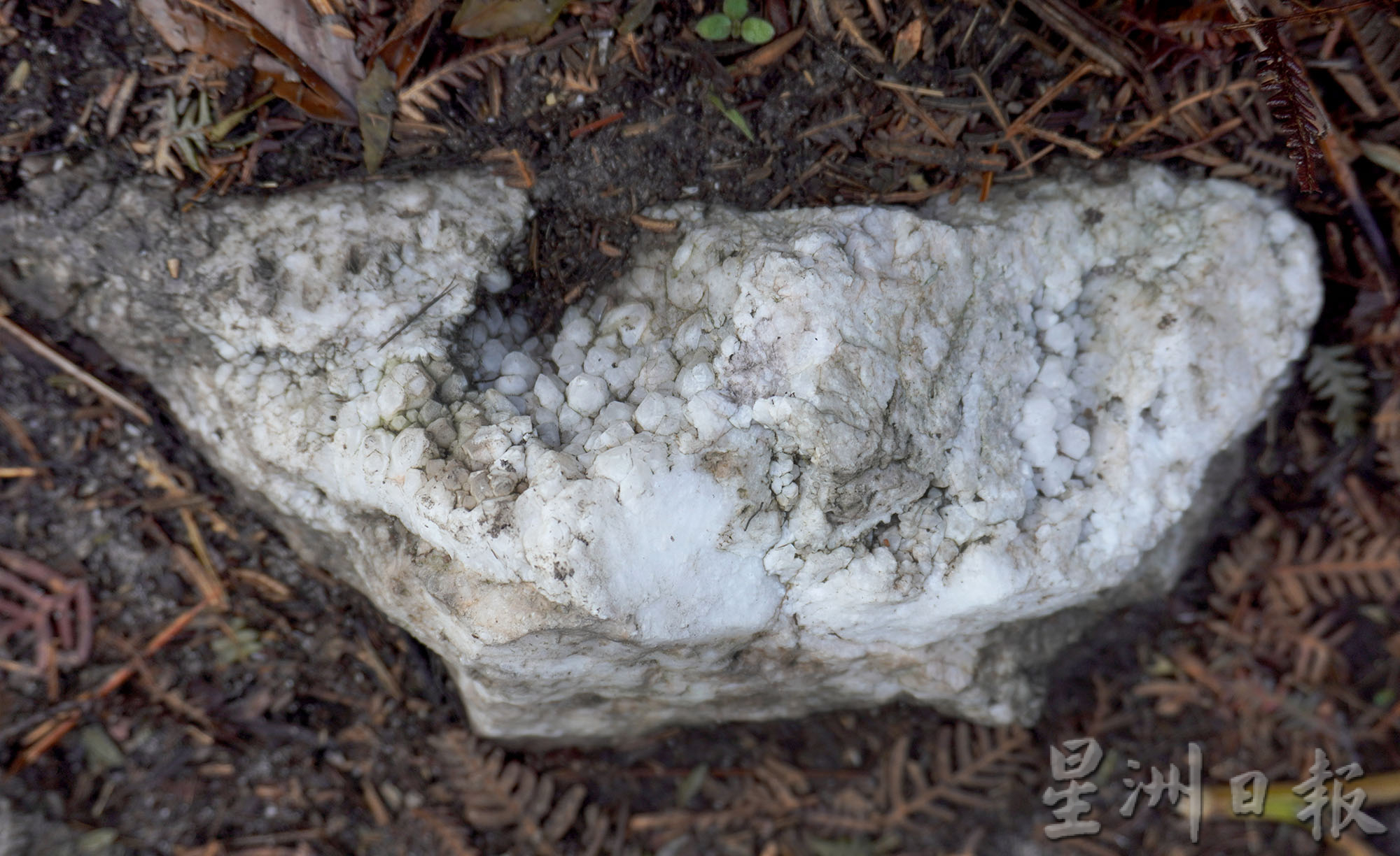 ★2月18日刊登/大霹雳封底主文/【疫游霹雳】