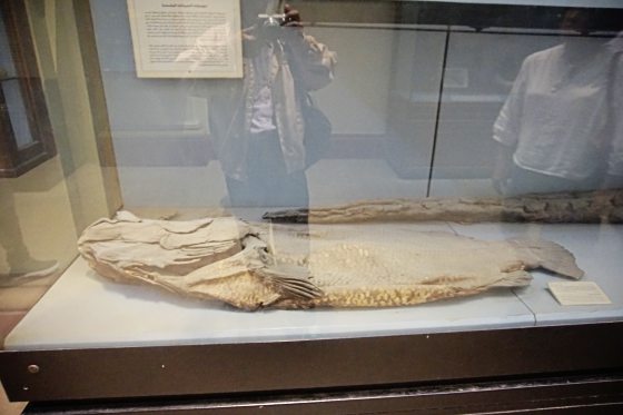 【埃及】西奈，聆听旷野的呼唤