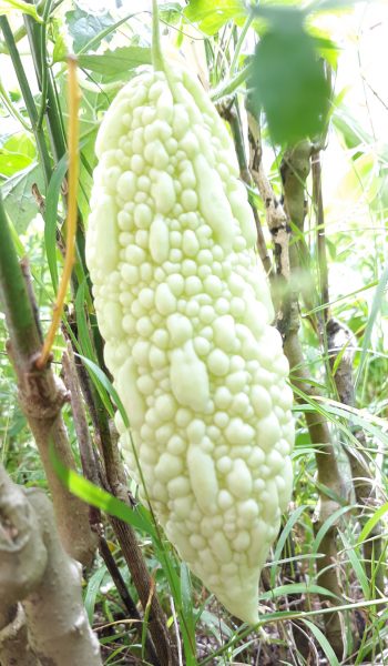 【新村生活法】黄秀仪／苦瓜虽苦却是消暑好物