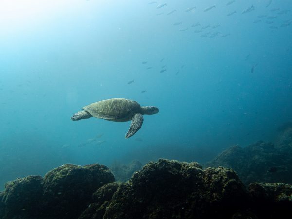   【科研发展】 劳力士蓝色使命计划：哥斯达黎加建立新『希望点』