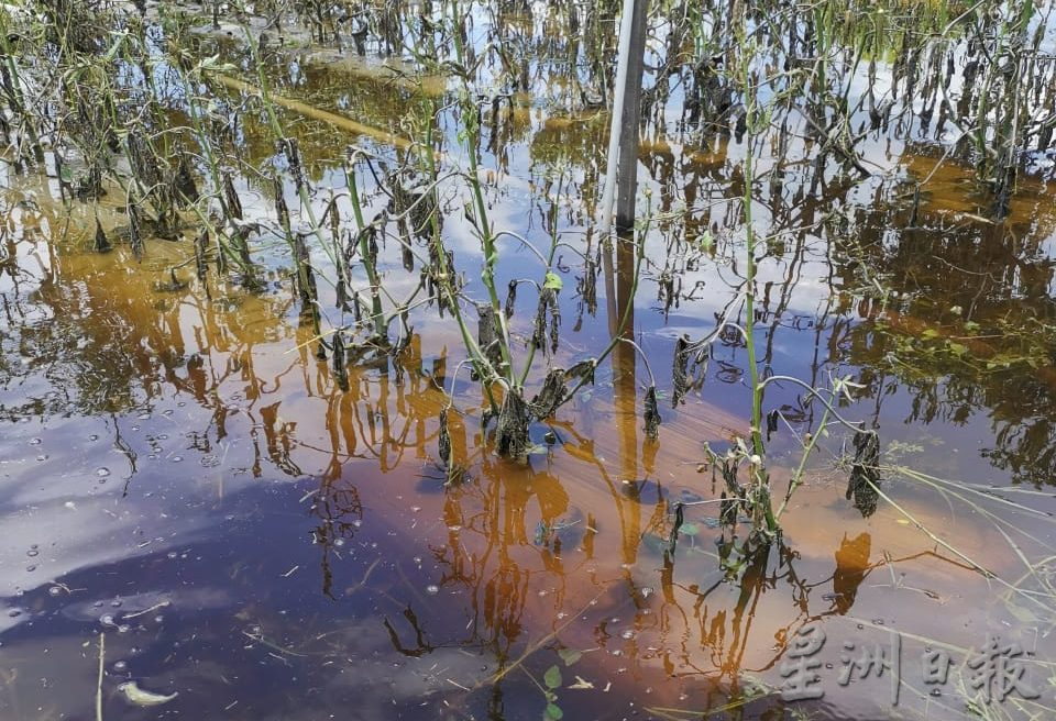 东：渔民无法出海，菜农无法耕种，2月下不停的雨让渔民及菜农好“难过”。