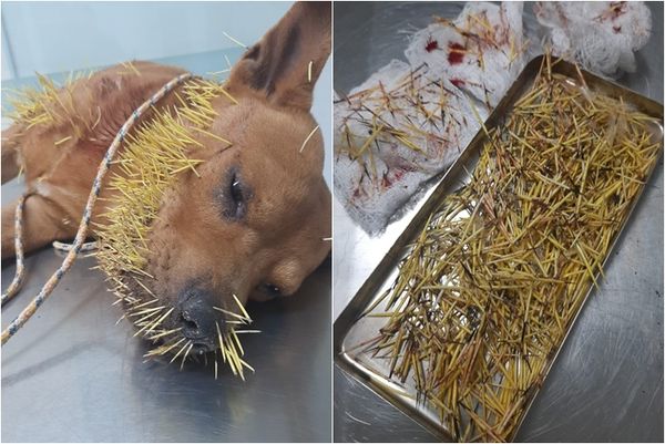 两度单挑豪猪输爆 全身被扎数百针超惨