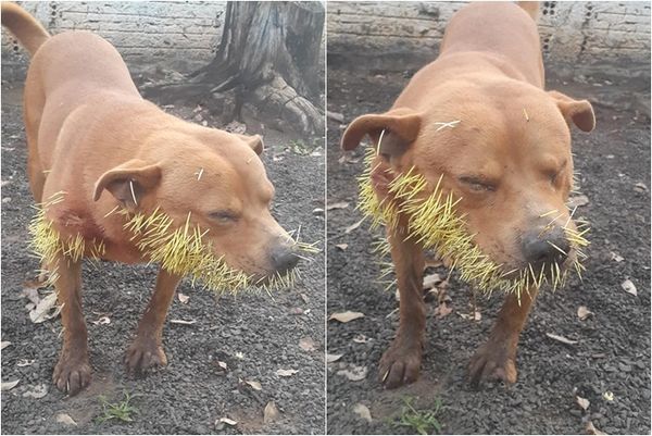 两度单挑豪猪输爆 全身被扎数百针超惨