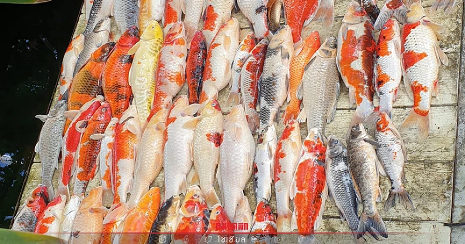 亲戚关氧气拍照忘开回 112锦鲤一夜死光