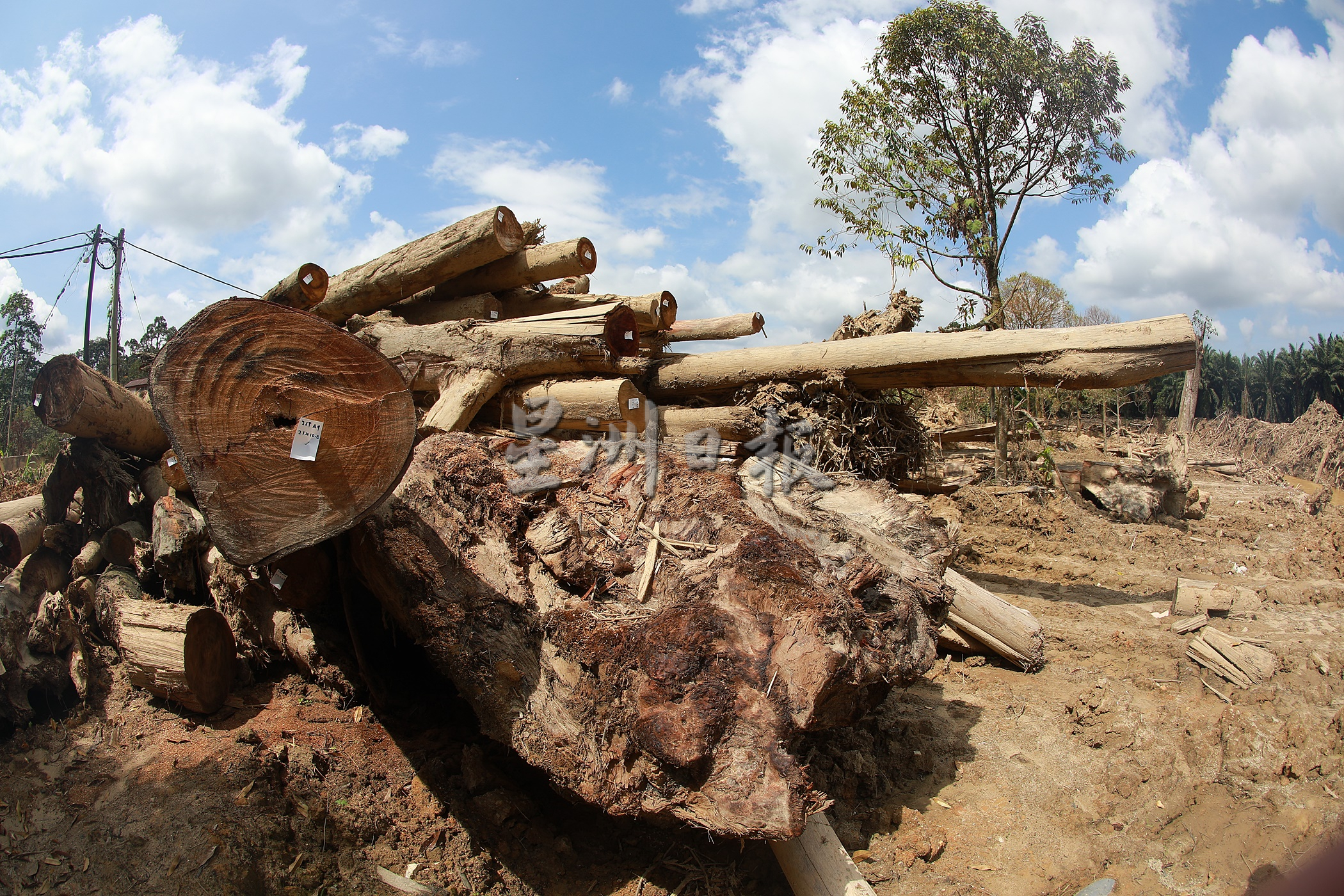 今天下版∕新闻专题∕1/3/寻找树桐海啸的元凶