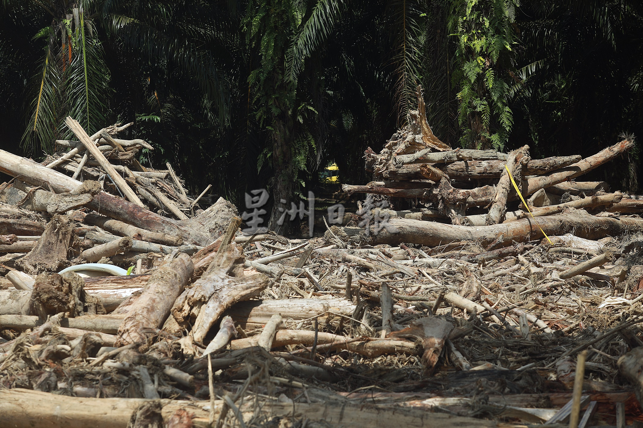 今天下版∕新闻专题∕1/3/寻找树桐海啸的元凶