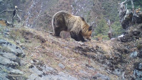 (供上网)拼盘3图/西藏丁青怒江河谷大型食肉动物同域共存
