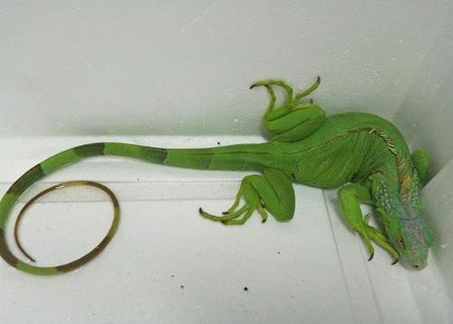 (供上网)拼盘/巨型绿鬣蜥现花莲 台拟移除计划防扩散