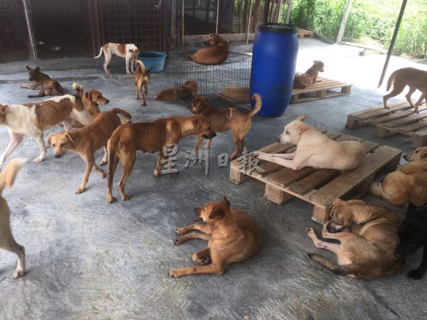 供fb：合约逾期加上周遭发展影响 | MyKebun流浪狗收容所筹款搬迁