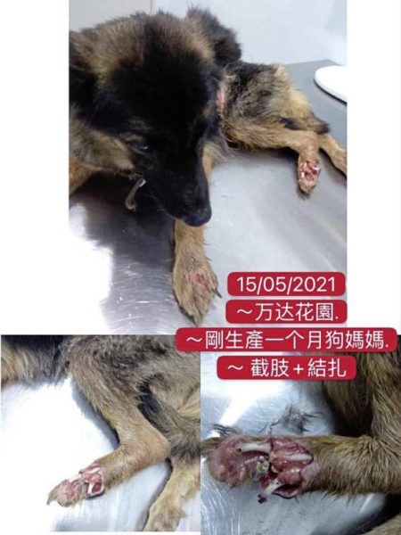 后腿受重伤还要交配生产，狗妈妈截肢重获新生