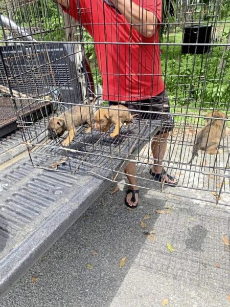 后腿受重伤还要交配生产，狗妈妈截肢重获新生