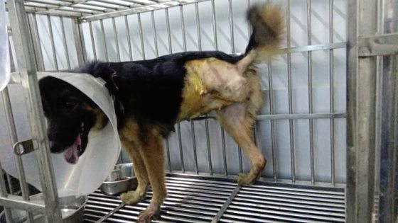 后腿受重伤还要交配生产，狗妈妈截肢重获新生