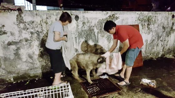 命运多舛的二哈，治好眼疾复又患上骨癌
