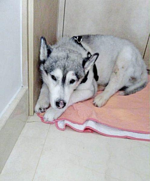 命运多舛的二哈，治好眼疾复又患上骨癌