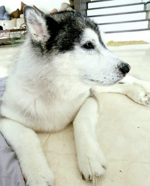 命运多舛的二哈，治好眼疾复又患上骨癌