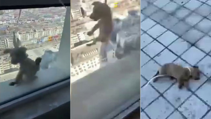 多名小孩20楼吊小狗出窗外扔下 网民：不敢相信小孩这么残忍