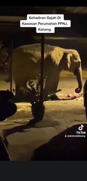 野象挨近甘榜住宅区,翻垃圾桶找食物