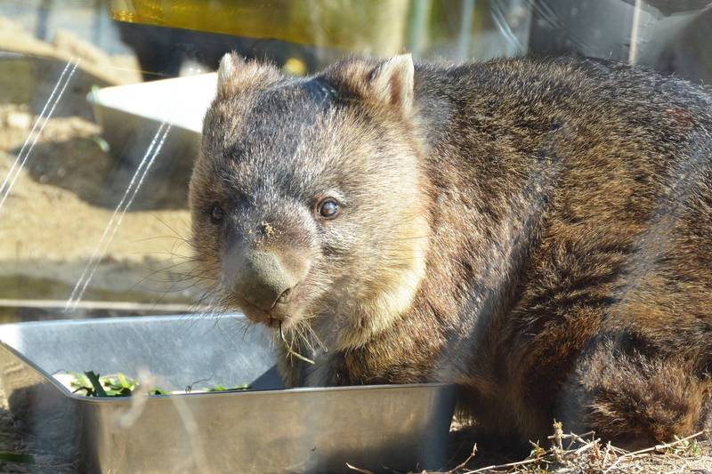 拚图)日动物园超萌袋熊满33岁 获纪录认证史上最长寿