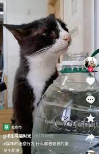 拼盘 2图/收养过百流猫狗善心汉 患末期肝癌离世