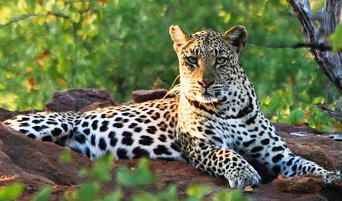 拼盘2图/南非批准狩猎犀牛和豹