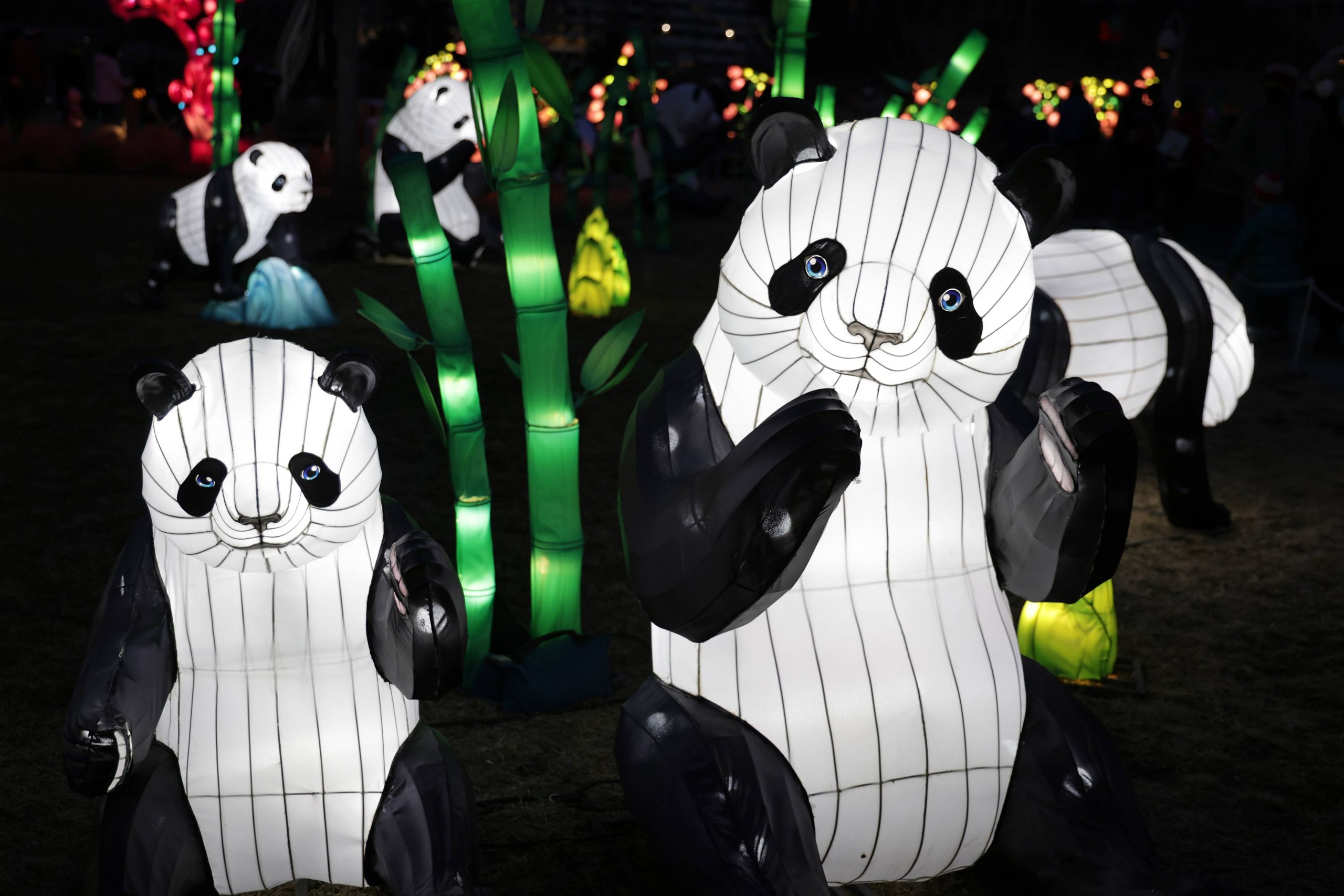 拼盘数图   华盛顿新年彩灯迎新春