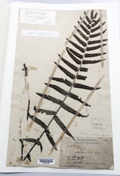 每次野外考察 植物都来迎宾