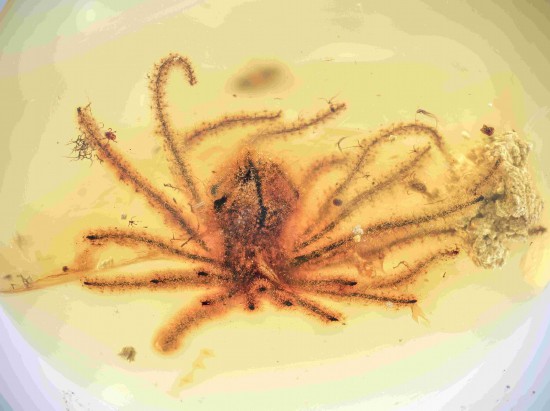 绽放一亿年的花 中国科学家在琥珀中发现最古老完整花朵