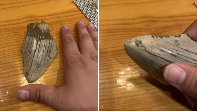 装修混凝土挖出神秘片状物 专家鉴定为史前生物「巨齿鲨」牙齿化石