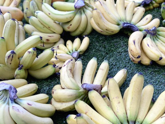 郑锦华／转角遇到香蕉出“招”