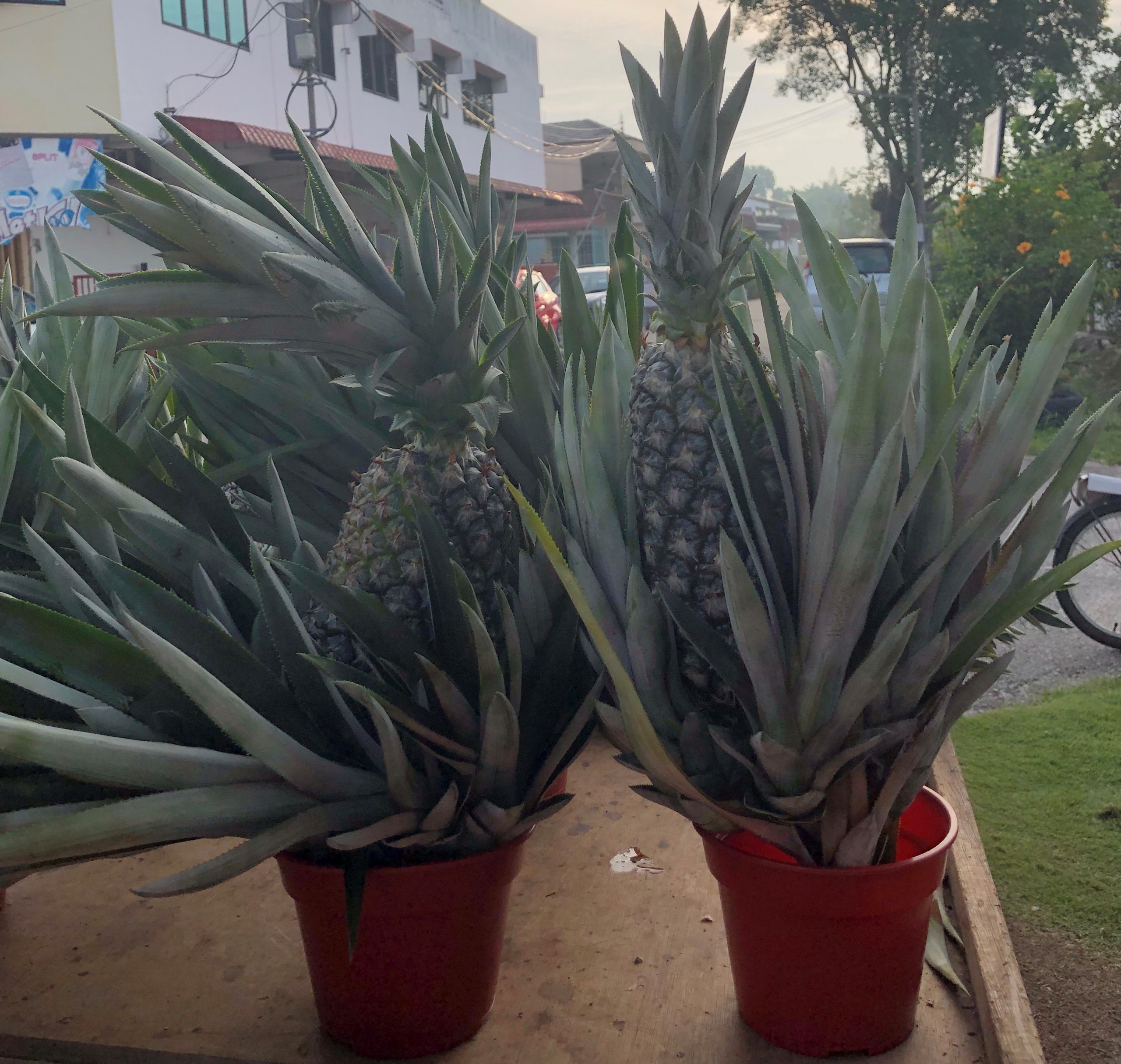 (大都会)买黄梨得旺来,年初九拜天公少不了它