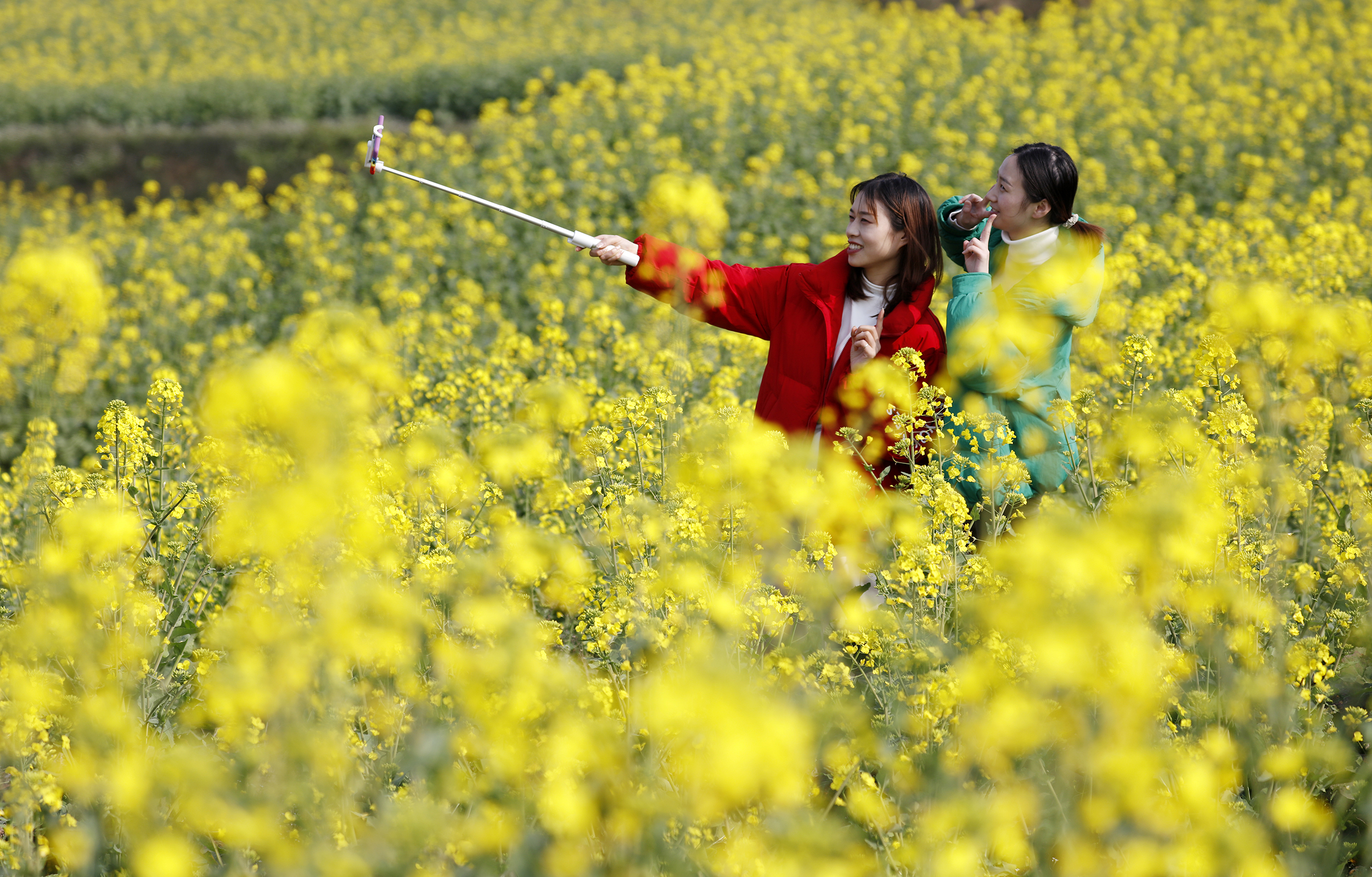 3月春暖花开 花海丛中赏花去