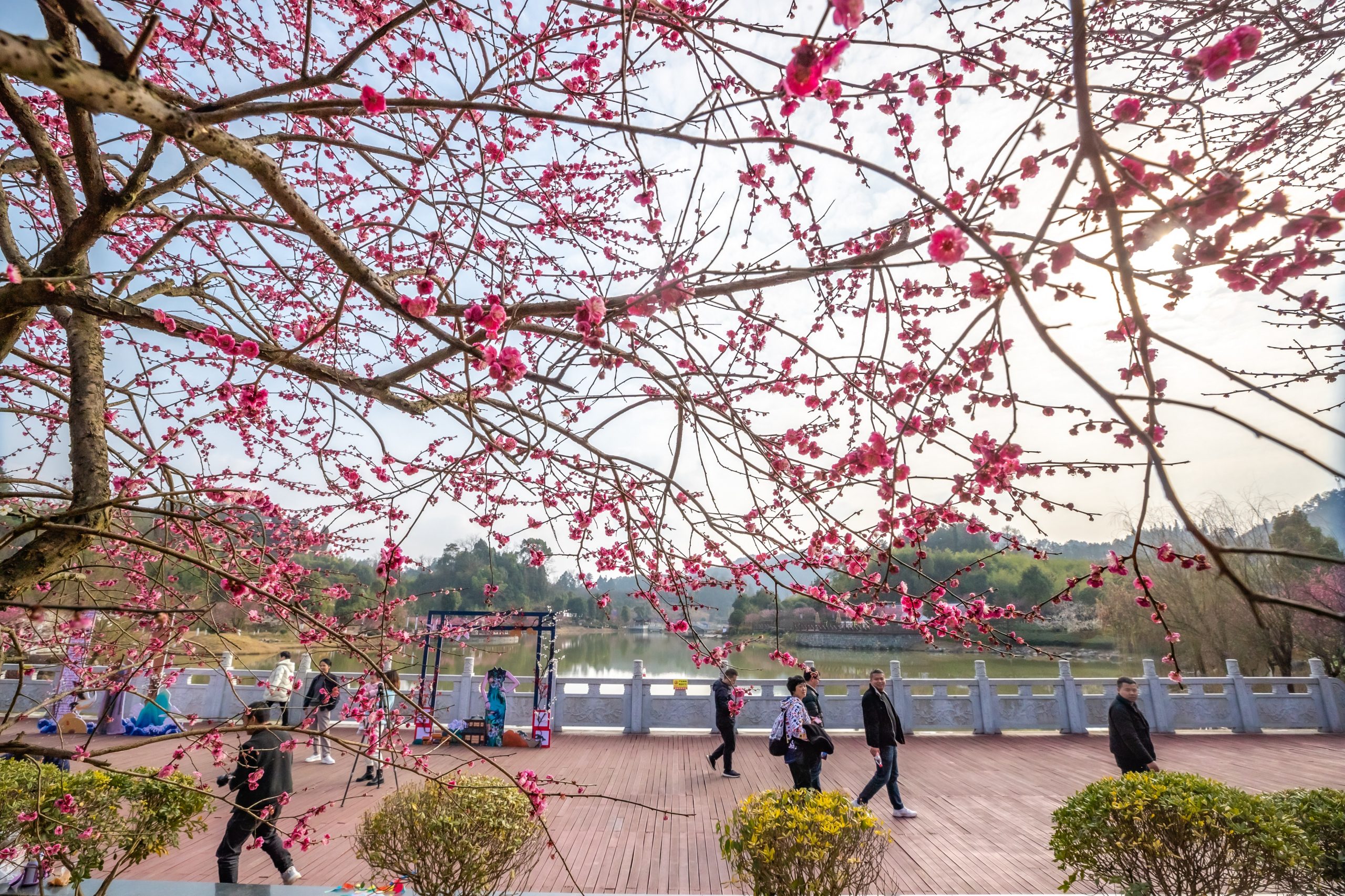 3月春暖花开 花海丛中赏花去